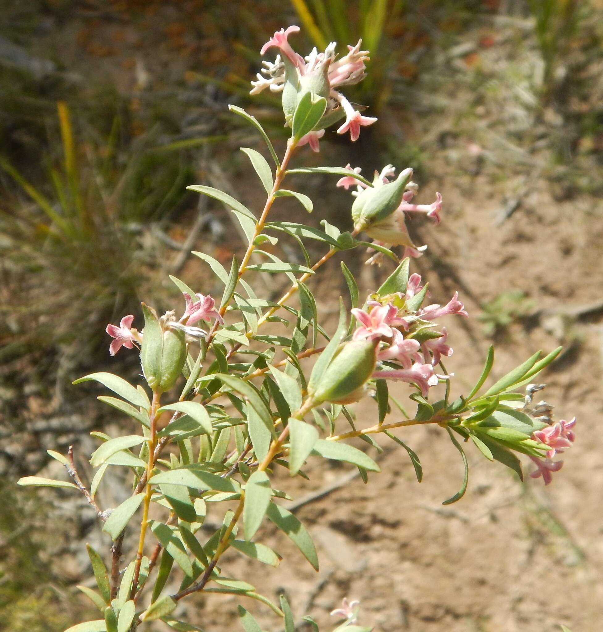 Image of Pimelea stricta Meissn.