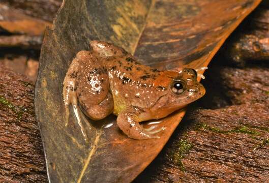 Image of Sumatran Puddle Frog