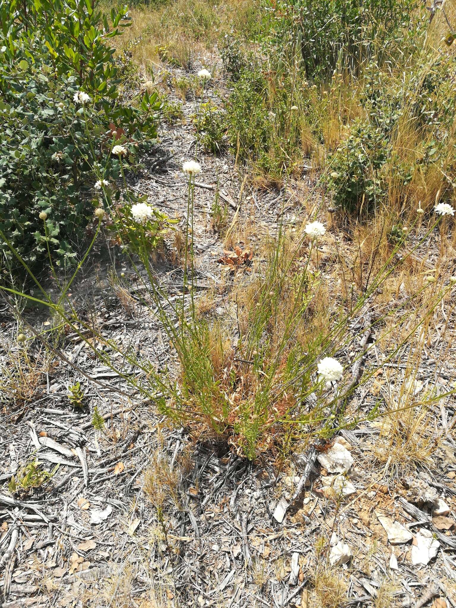 Image of Cephalaria leucantha (L.) Schrad.