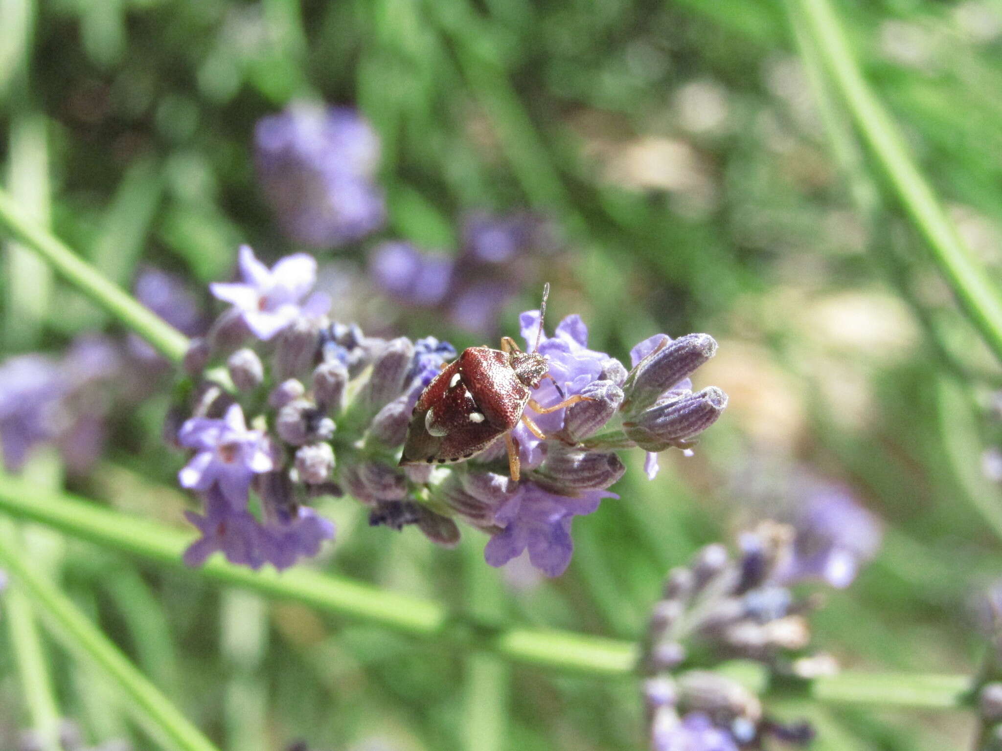 Image of <i>Stagonomus amoenus</i>