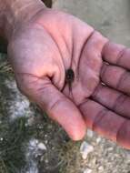 Image of Summer tadpole shrimp