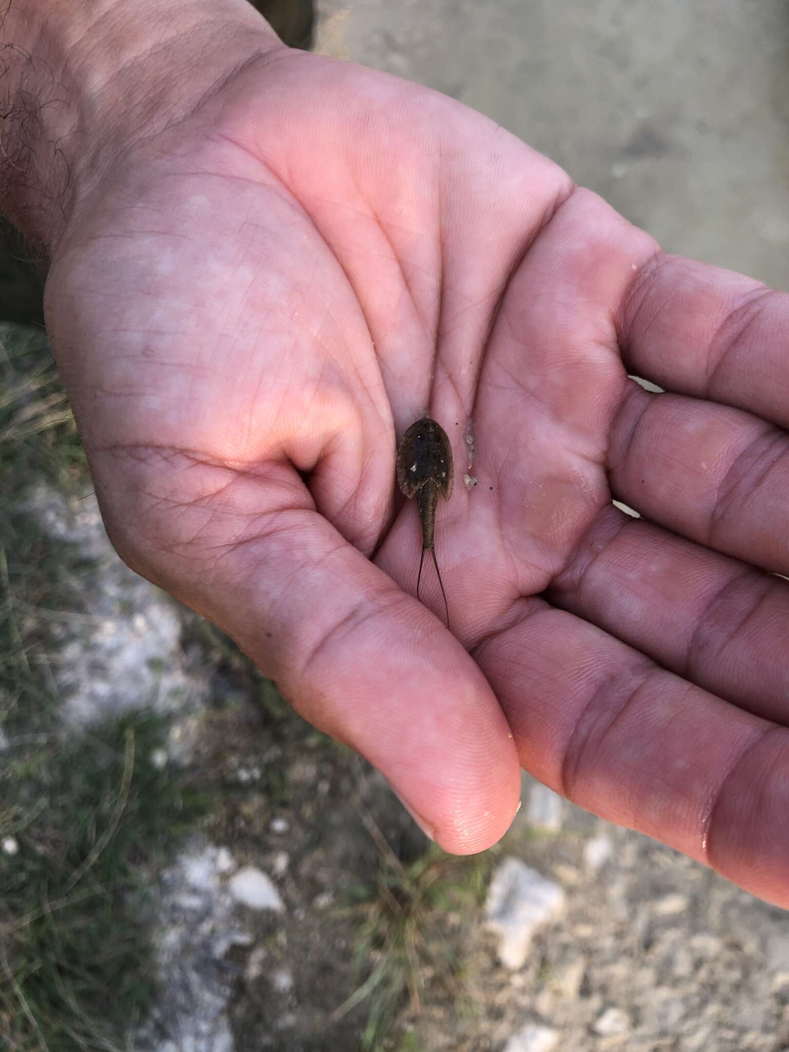 Imagem de Triops longicaudatus (Le Conte 1846)