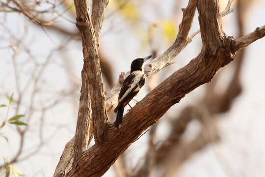 Image of Black-backed Butcherbird