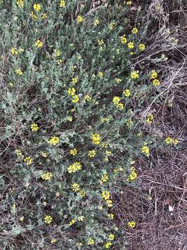 Слика од Coronilla minima subsp. lotoides (Koch) Nyman