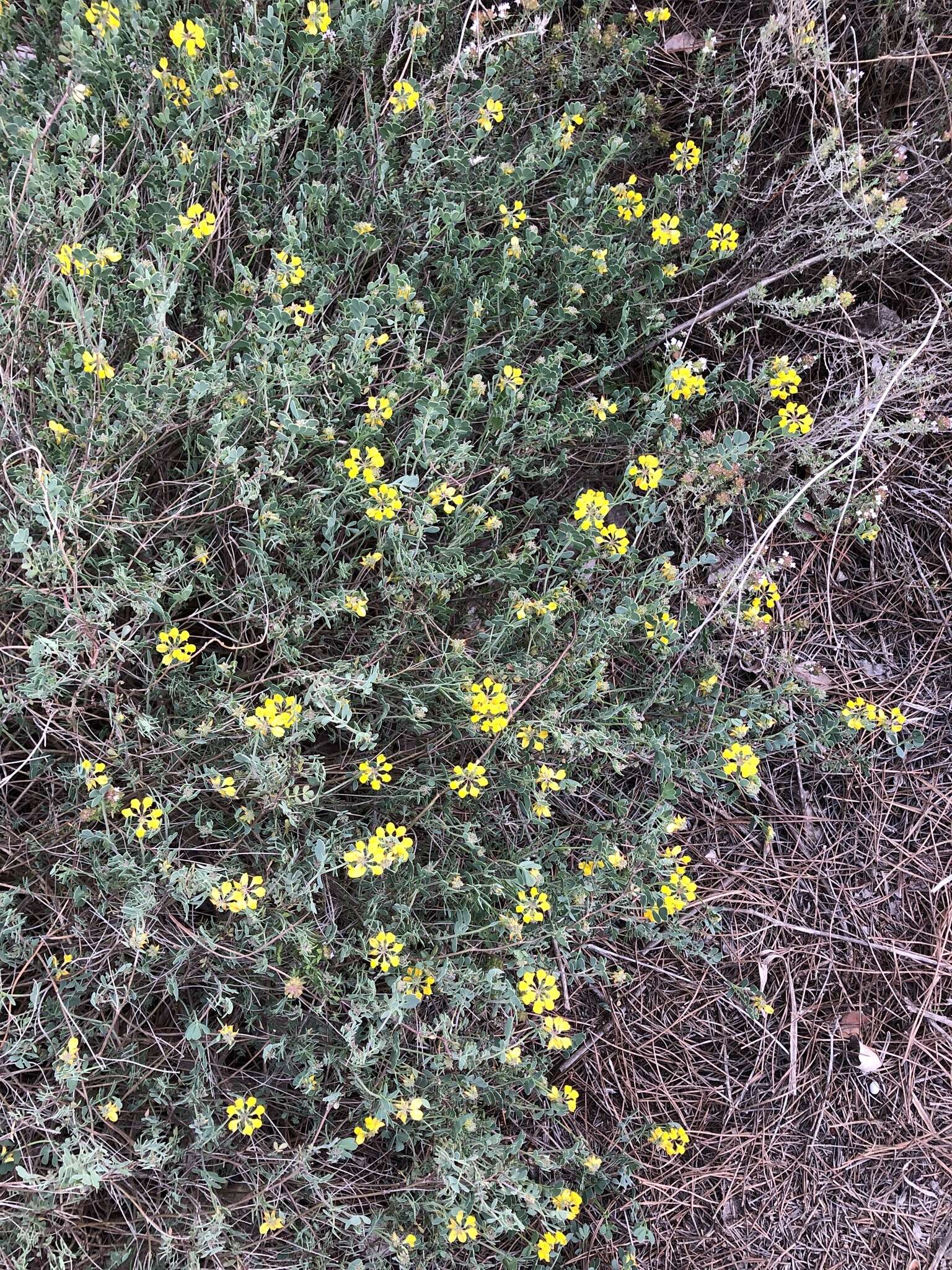 Image of Coronilla minima subsp. lotoides (Koch) Nyman