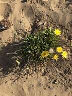 Image of woolly goat chicory