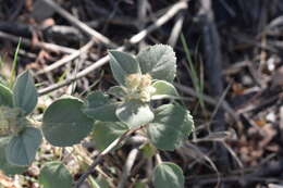 Image of Croton subpannosus Müll. Arg. ex Griseb.