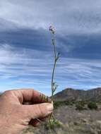 Image of El Paso gilia