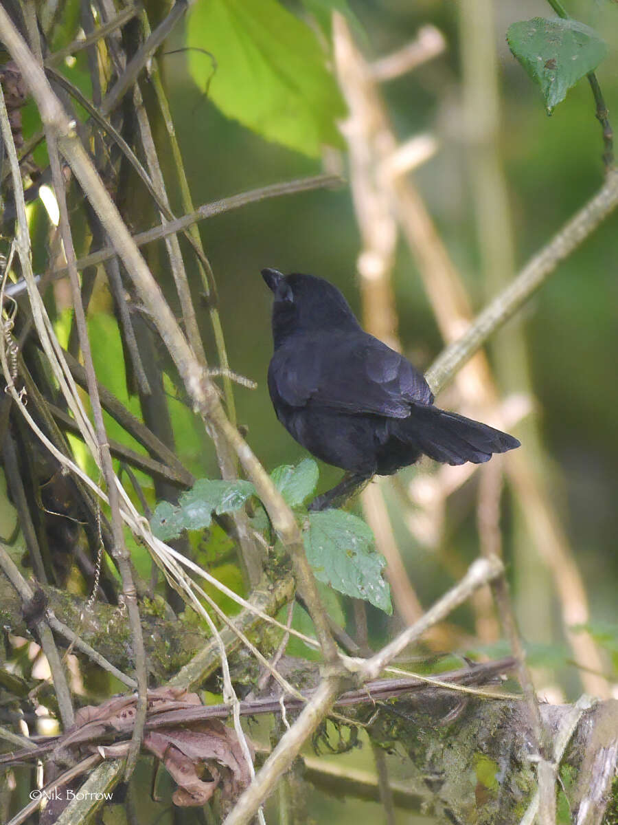 Image de Laniarius holomelas (Jackson 1906)