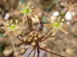 Image of Drimia virens (Schltr.) J. C. Manning & Goldblatt