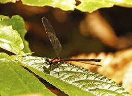 Image of Austroargiolestes chrysoides (Tillyard 1913)