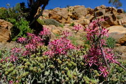 Image of Microloma calycinum E. Mey.