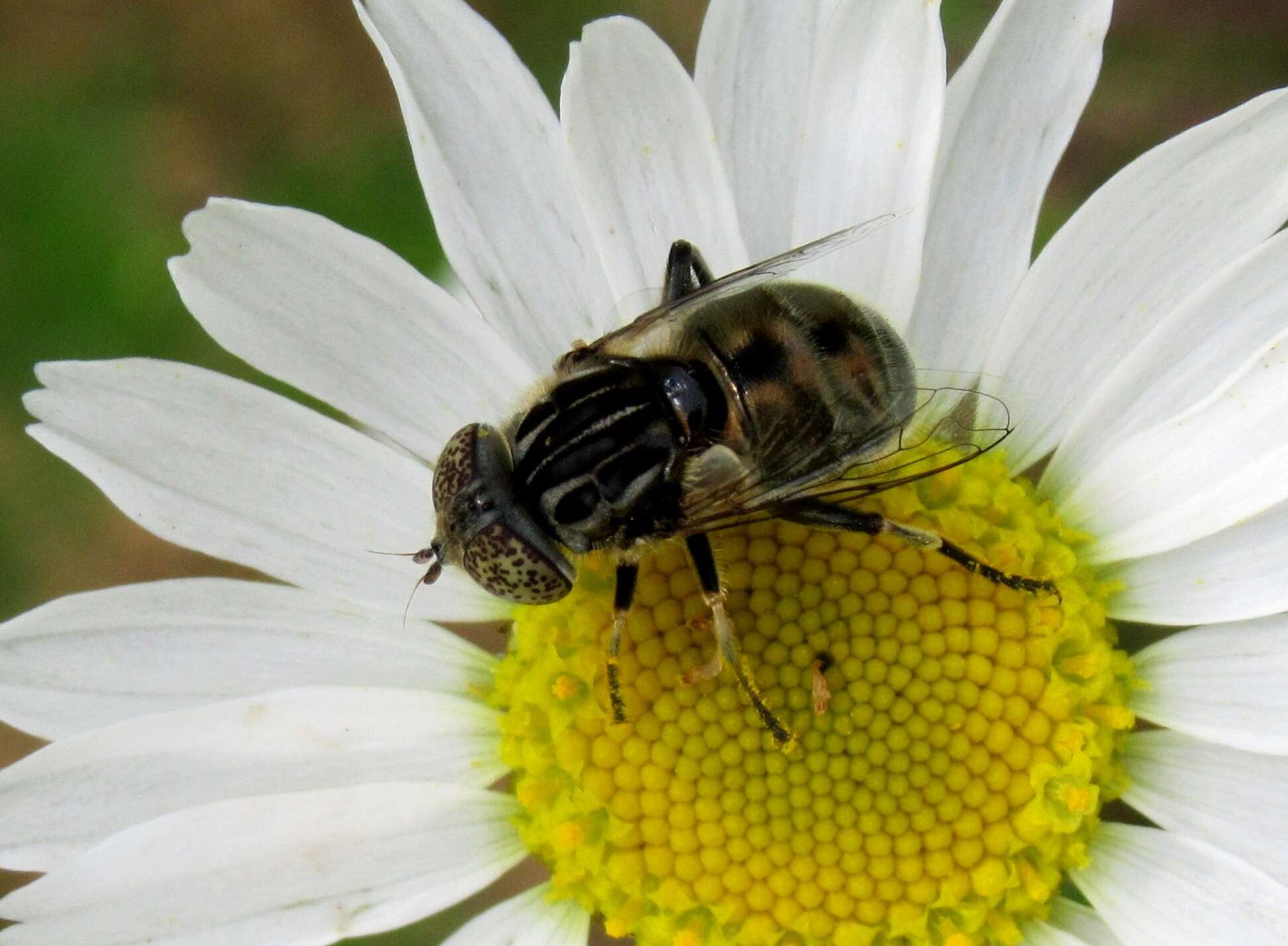 Image of Eristalinus sepulchralis (Linnaeus 1758)