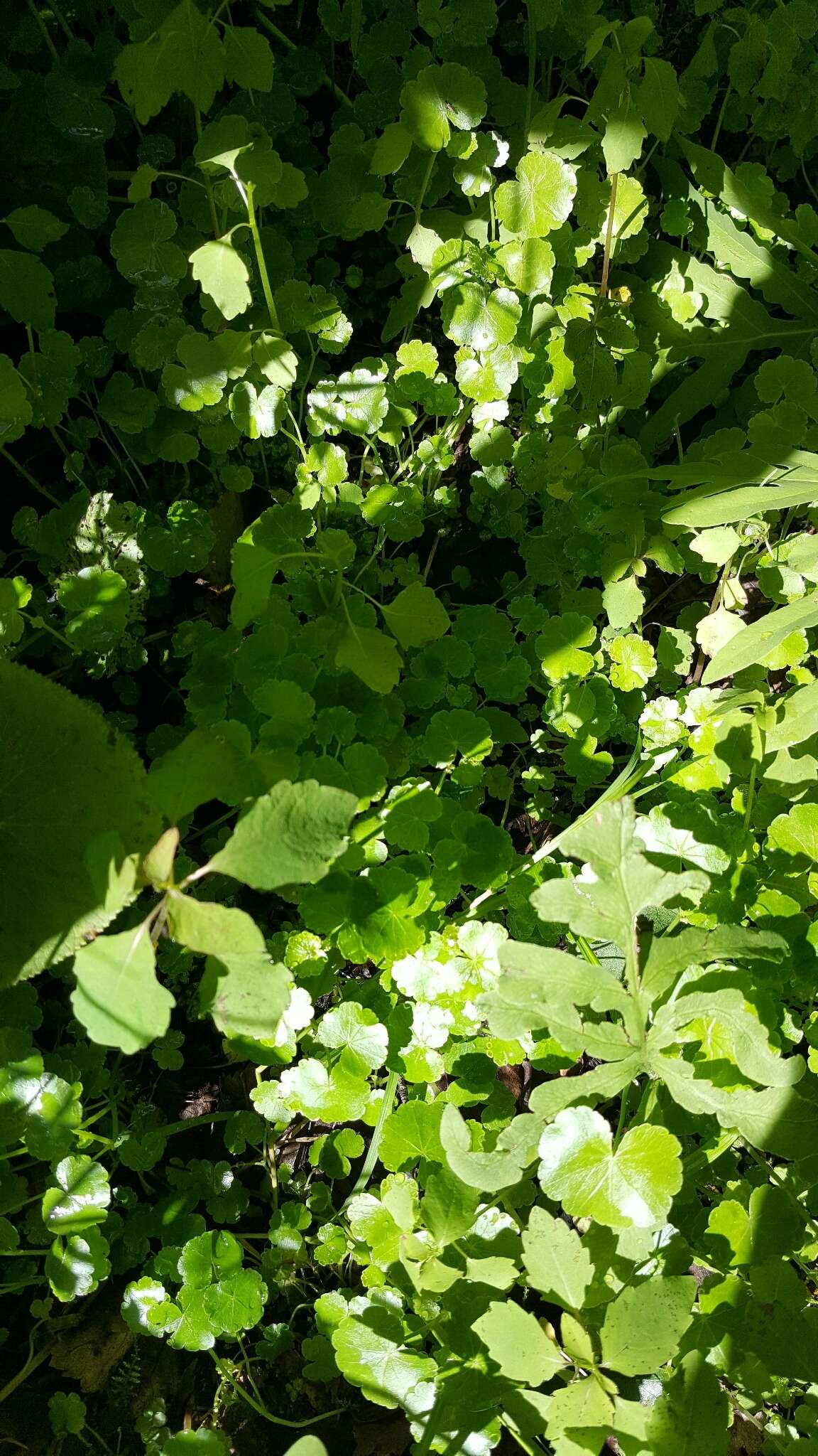 Image de Hydrocotyle americana L.