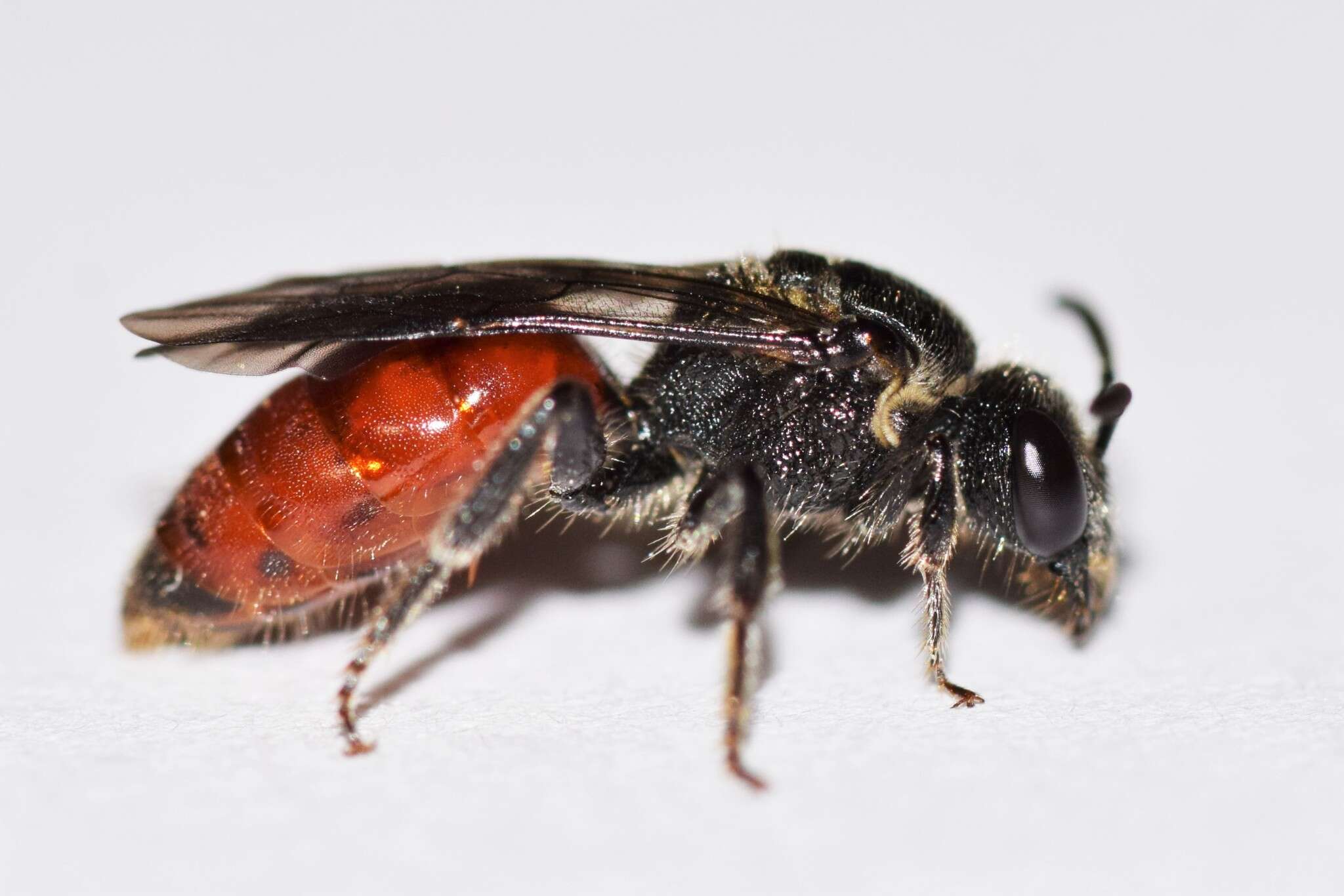 Image of Sphecodes dichrous Smith 1853