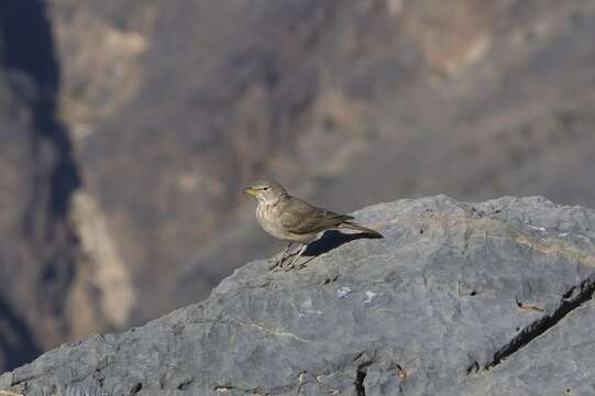 Image of Desert Lark