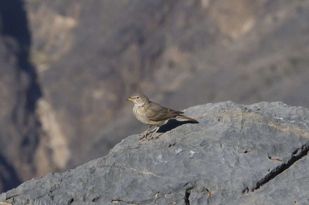 Image of Desert Lark