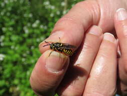 Sivun Sphecomyia vittata (Wiedemann 1830) kuva