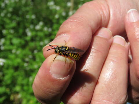 Image of Sphecomyia vittata (Wiedemann 1830)