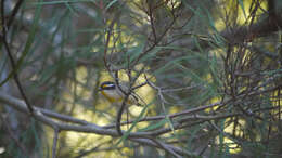 Image of Pardalotus striatus melanocephalus Gould 1838