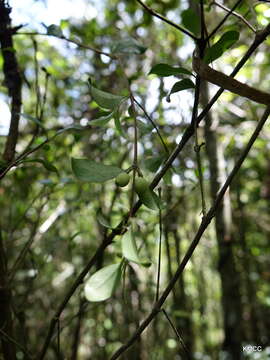 Image of Coffea buxifolia A. Chev.