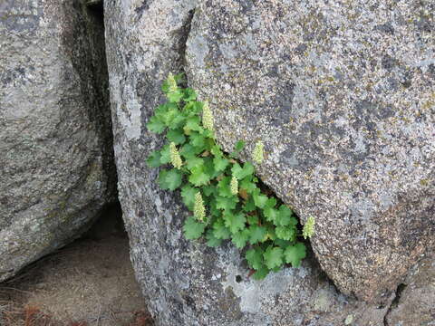 Image of bracted alumroot