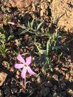 Image of cold-desert phlox