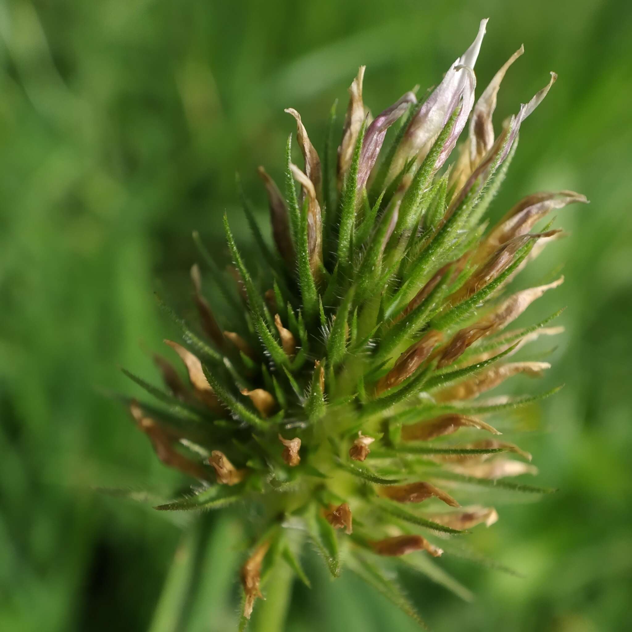 Image of Trifolium squarrosum L.