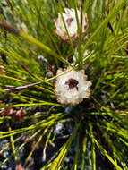 Plancia ëd Syncarpha variegata (Berg.) B. Nord.