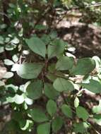 Image of Erythroxylum havanense Jacq.