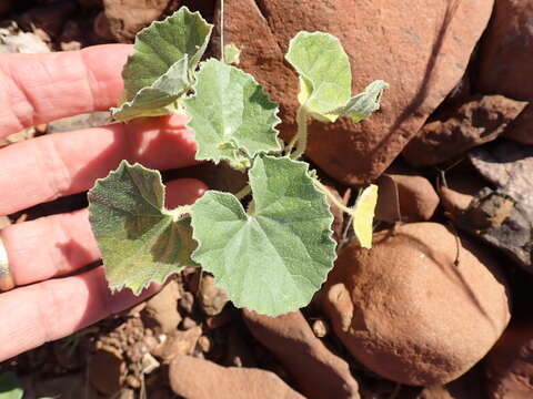 Image of Cucumis sagittatus Peyr. apud Wawra & Peyr.