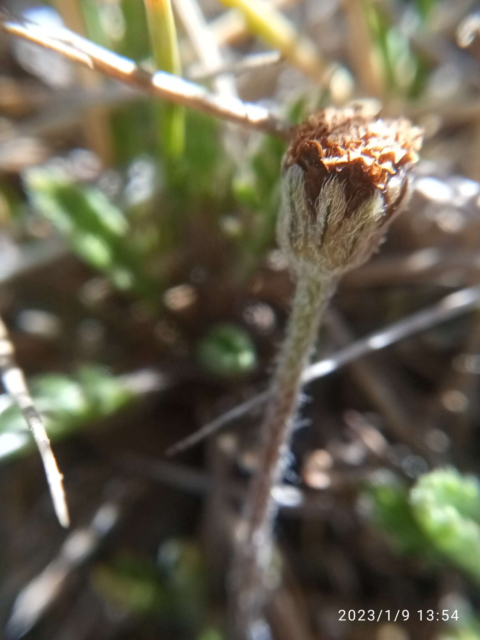 Image of Leptinella pectinata subsp. villosa (D. Lloyd) D. G. Lloyd & C. J. Webb