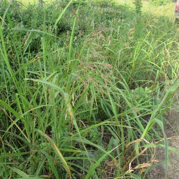 Image of Johnson grass