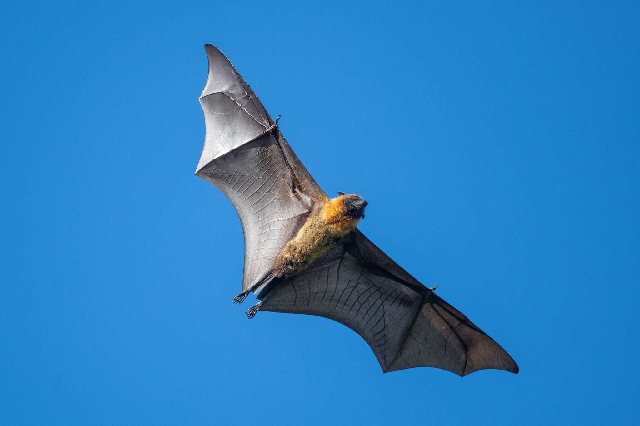 Image of Madagascan Flying Fox