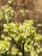 Image of Glischrocaryon flavescens (J. Drumm. ex Hook.) Orchard