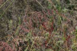 Imagem de Ehrharta calycina Sm.