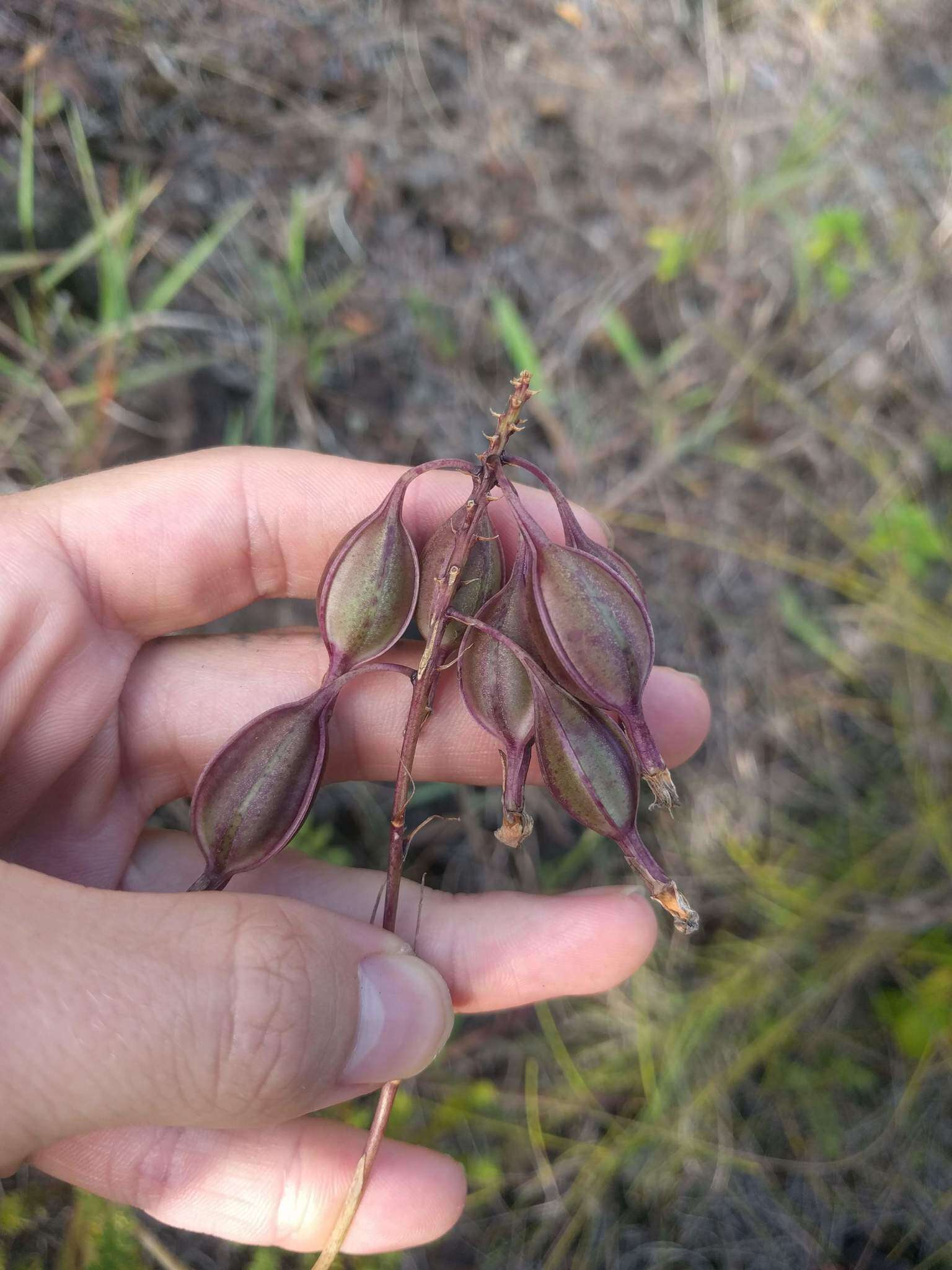 Слика од Epidendrum calanthum Rchb. fil. & Warsz.