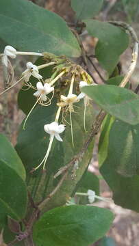 Image of Clerodendrum tomentosum (Vent.) R. Br.