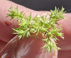 Image of spreading pygmyleaf