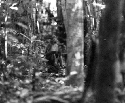 Image of Red-capped Monkey