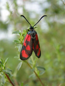 Image of Slender Scotch Burnet