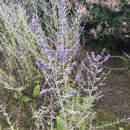 Plancia ëd <i>Salvia yangii</i>