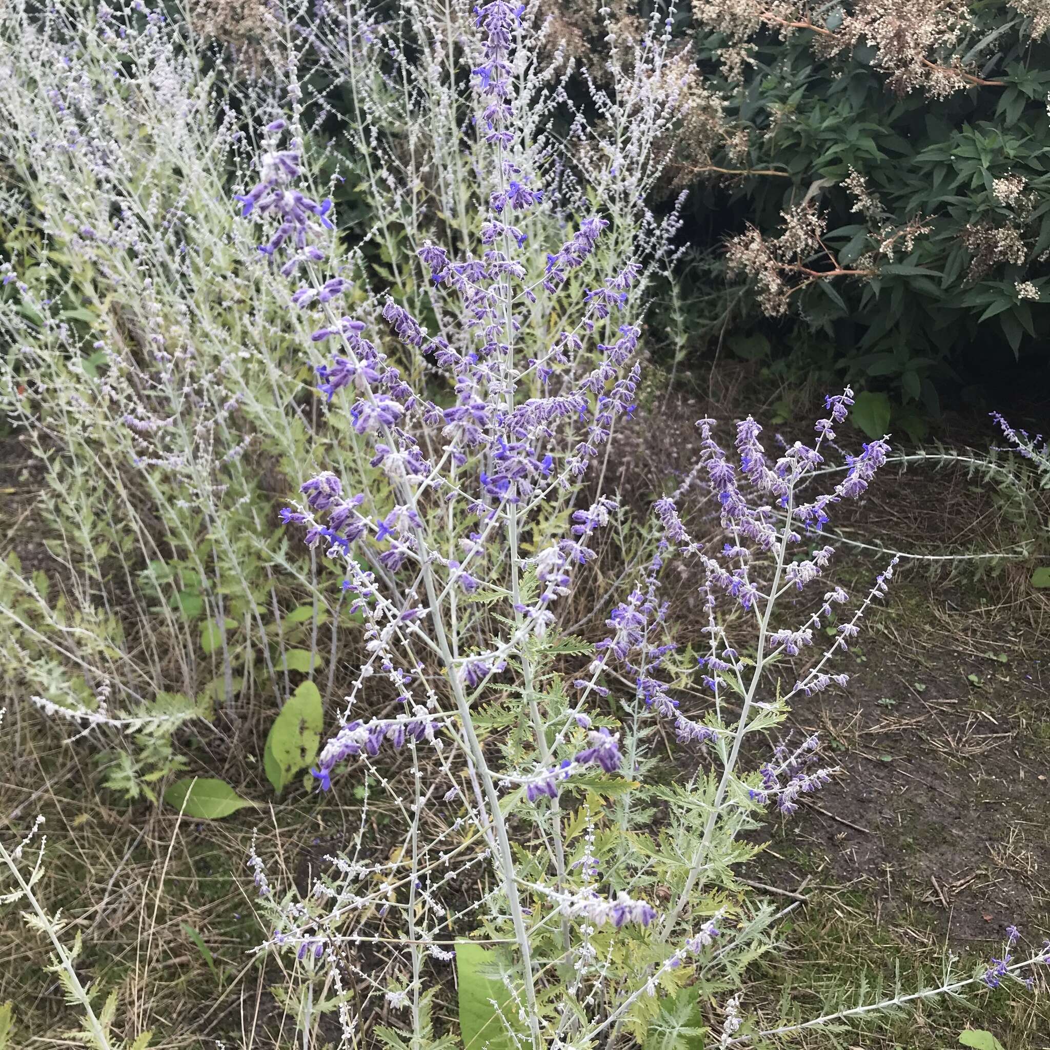 Plancia ëd <i>Salvia yangii</i>