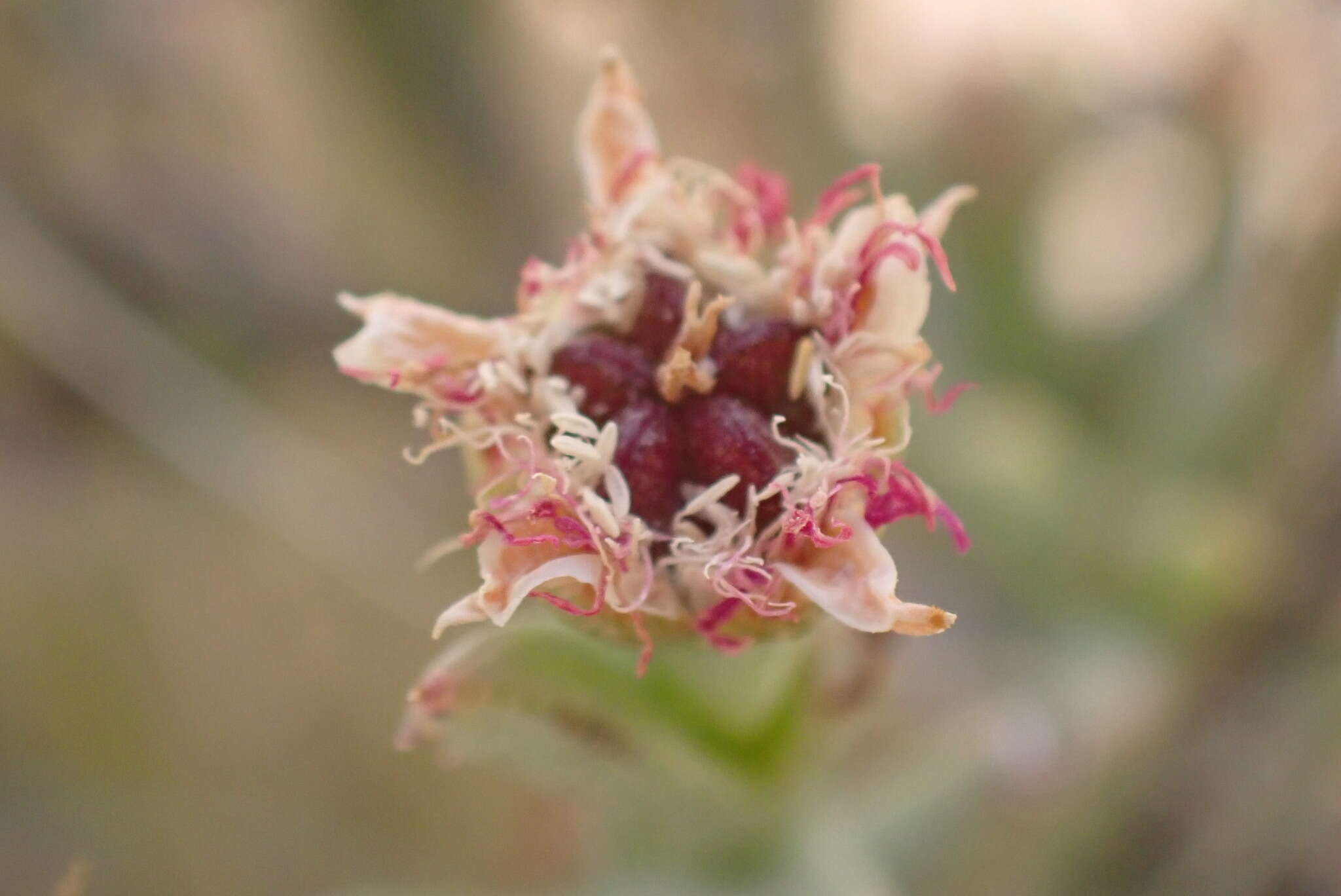 صورة Ruschia ruralis (N. E. Br.) Schwant.