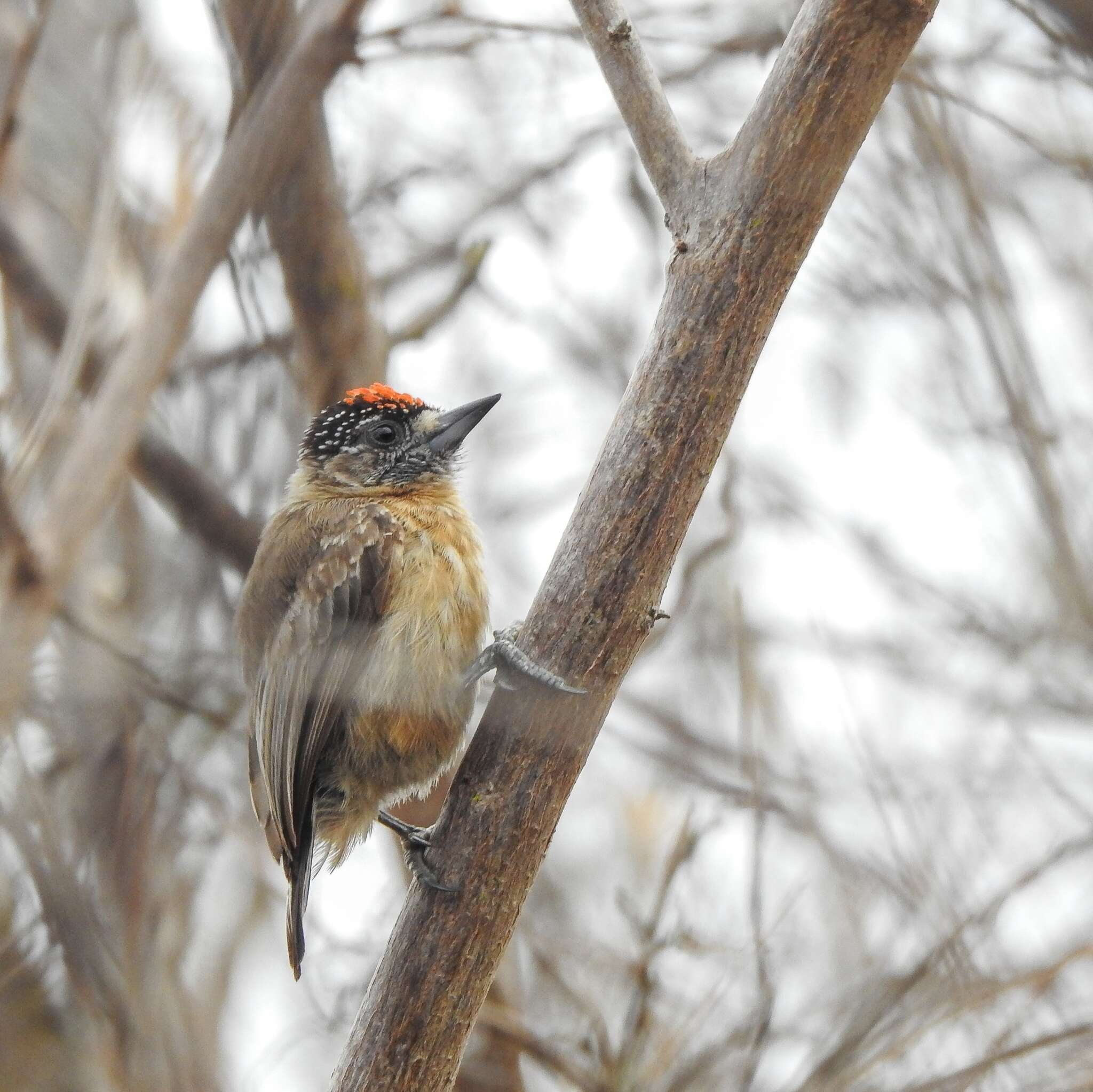 Image of Ochraceous Piculet