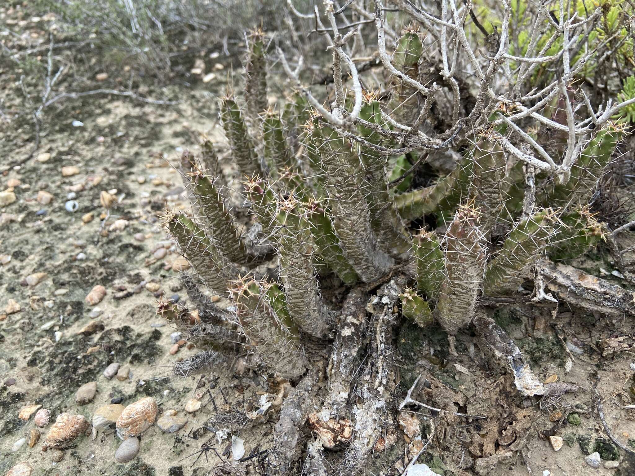 Image of Echinocereus pentalophus subsp. procumbens (Engelm.) W. Blum & Mich. Lange