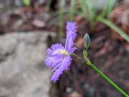 Image of Thysanotus banksii R. Br.