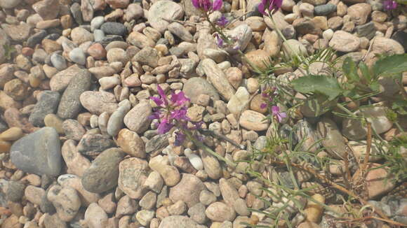 Image of Astragalus versicolor Pall.