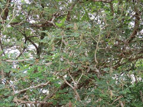 Albizia petersiana (Bolle) Oliv.的圖片