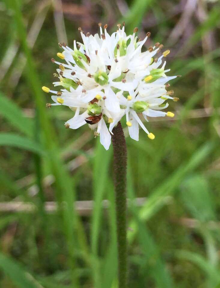 Image of sticky tofieldia